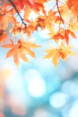 Autumn Maple Leaves Branch Soft Light Background