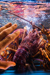 Live lobster in tank being touched by customer in hong kong market