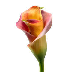 Calla lily bud flower isolated on white, clipping path --v 7.0
