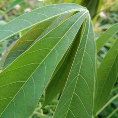 close up photo of cassava leaves