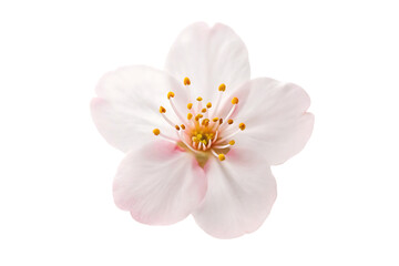  Close-Up of Cherry Blossom Flower with White and Pink Petals