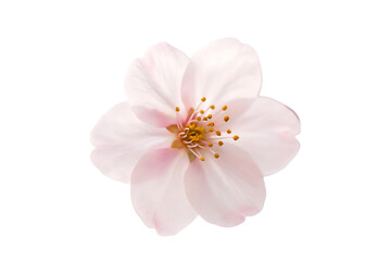  Close-Up of Cherry Blossom Flower with White and Pink Petals