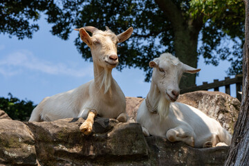休んでいる2頭のヤギ