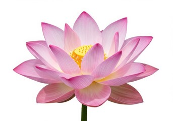 A single pink lotus flower with a yellow cent  isoleted on white background
