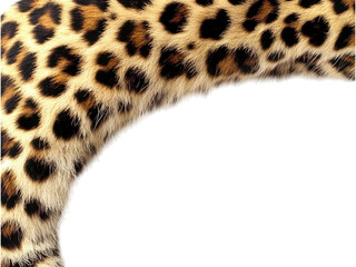 Closeup of a Leopard's Stunning Fur: Rosettes, Spots, and Textures of a Wild Cat