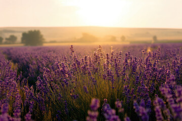 Naklejka premium field of purple lavender stretches towards horizon, bathed in soft glow of setting sun, creating feeling of peace and tranquility