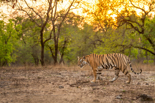 wild female bengal tiger or panthera tigris bandhavgarh national park forest reserve madhya pradesh india. tigress side profile walking territory marking in golden hours evening wildlife summer safari