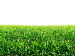 Vibrant Green Grass Landscape Photography: Lush Meadow Texture and Nature's Beauty