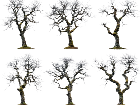 Collection of Six Frost-Covered Trees Isolated on Black Background  High-Resolution Images Perfect for Digital Art or Design Projects