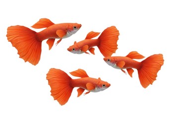 Fototapeta premium Albino red guppy fish stock photo isolated on white background