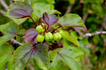 Obraz premium Verdant abundance Bright green fruit amidst foliage with vivid red veins