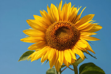 Obraz premium Sunflower against clear blue sky inspires joy and warmth. vibrant bloom is symbol of summer, hope, and beauty in nature