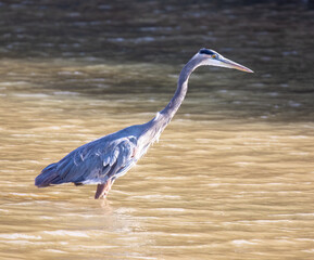 Great Blue Heron