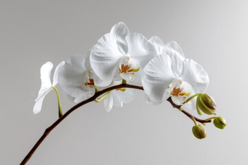 Fototapeta premium pristine white orchid stem showcases multiple blooms, radiating purity and elegance. Its delicate beauty is truly captivating and serene
