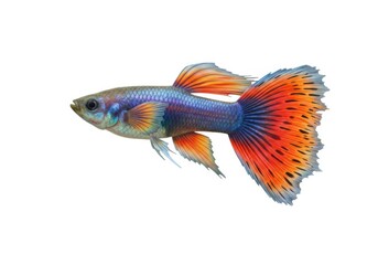 Fototapeta premium Colorful guppy fish isolated on white background