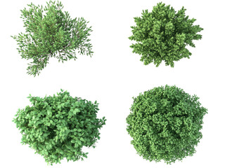 Aerial View of Four Diverse Green Shrubs Lush Foliage Top Down Perspective Botanical Garden Plants