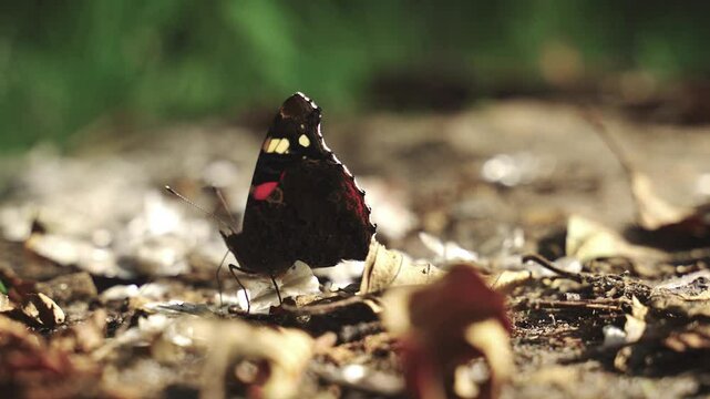 Engage in a serene moment as a stunning butterfly flits among fallen leaves, showcasing its vibrant colors against a peaceful background of nature. Experience the beauty of wildlife.