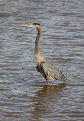 Great blue heron