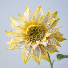 Sunflower on a white background. 