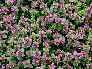 Deaf weed (Lamium purpureum). Medicinal herb prunella vulgaris with purple flowers in the garden in summer. Useful plant for in non-traditional herbal medicine, homeopathy and cosmetology.