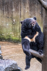 雨に濡れるツキノワグマ