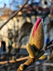 Large fragrant flower-Magnolia, opening flower of the pink magnolia in the early spring. Covered...