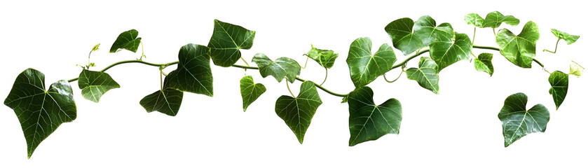 Lush green leaves and vines forming a natural botanical backdrop  Abundant foliage creating a serene vibrant and verdant environment  Elegant floral  isolated transparent Background, PNG