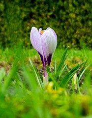 Beautiful purple spring crocuses in the garden in sunny day. Floral spring background with wild crocus flowers on meadow. Springtime, nature. Selective focus, close up