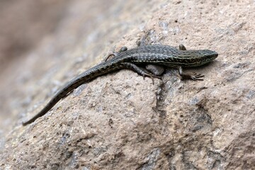 Close up of bridled mabuya or bridled skink (Heremites vittatus), met during trekking on Kilimanjaro, Tanzania