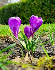 Beautiful purple spring crocuses in the garden in sunny day. Floral spring background with wild crocus flowers on meadow. Springtime, nature. Selective focus, close up
