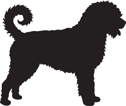 Spanish Water Dog dog silhouette dog breeds pet animals