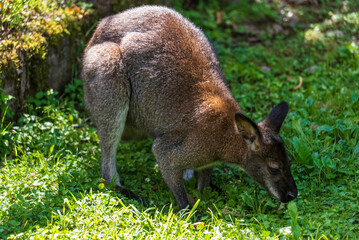 草原のカンガルー