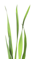 Blades of green grass isolated on white