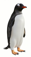 Standing Penguin Isolated on White Background Animal Portrait