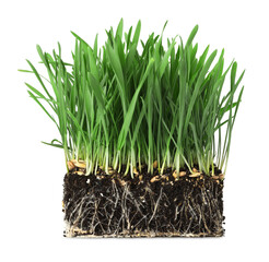 Green grass with roots in soil isolated on white