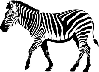 zebra isolated on white background