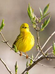 Yellow warbler