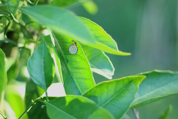 Snail hiding among green leaves. Close up. 