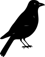 bird on a white background