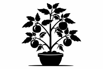 tomato plant silhouette line art vector illustration