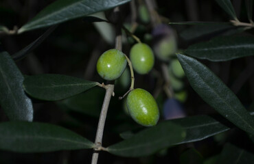 Green Olives Growing in a Vineyard in Italy