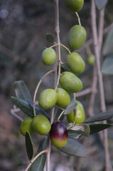 Green and Black Olives Turning Ripe on a Tree