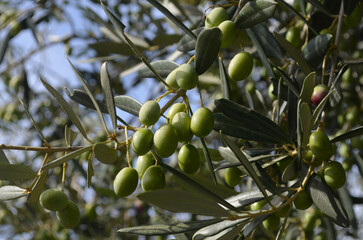 Olive Grove with Green Olives Growing on a Tree