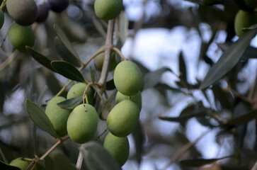 Green Olives Hanging from an Olive Branch
