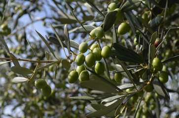 Spring With Green Olives Growing on a Tree