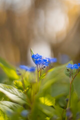 Künstlerische Aufnahme von einer Pflanze, dem Vergiss Mein Nicht.