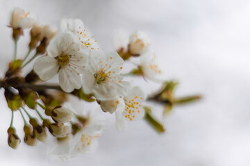 Aufnahme von Blüten der Wildkirsche.