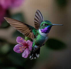 Obraz premium A hummingbird in vibrant flies near flower petals