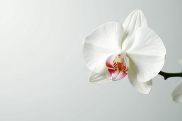 Obraz premium Delicate white orchid blossom on pure white backdrop, pure, subtle
