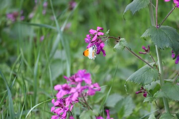 Orange-tip butterfly on annual Honesty